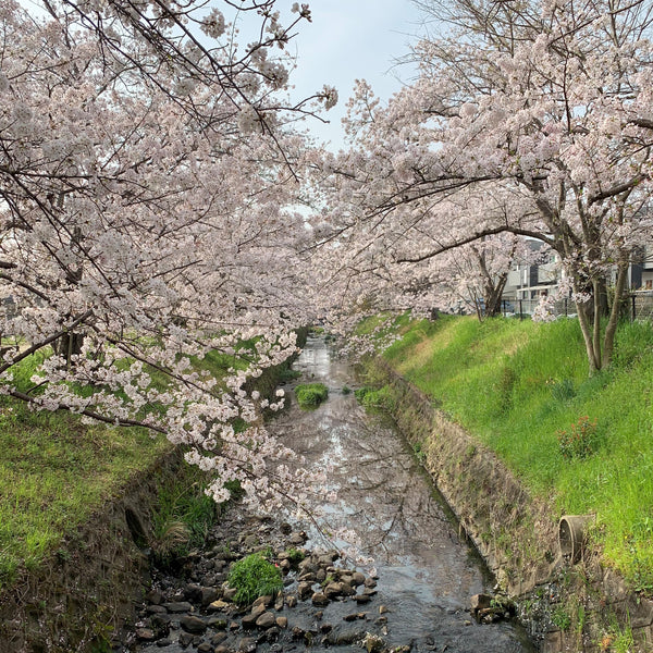 春の百花蜜（桜・菜の花）120g